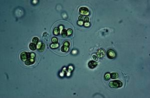 Foto de referencia sobre bacterias