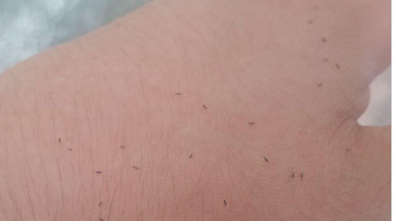 Estos insectos pueden causar irritación en la piel. Foto: captura de imagen tomada de Twitter @Faacu_Miranda