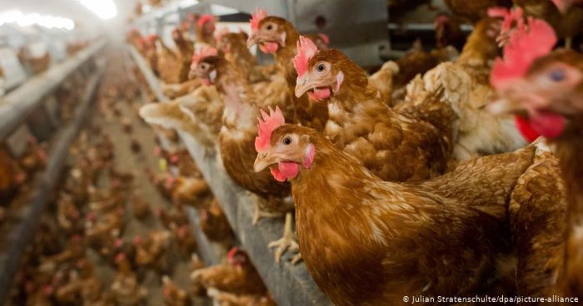 La gripe aviar es un virus altamente patógeno que principalmente afecta a las aves. Foto: Julian Stratenschulte vía DW.