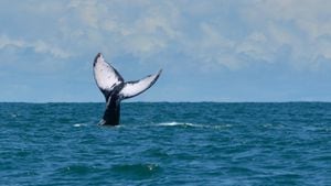 Las ballenas jorobadas vienen al Pacífico colombiano a reproducirse o a tener sus crías.