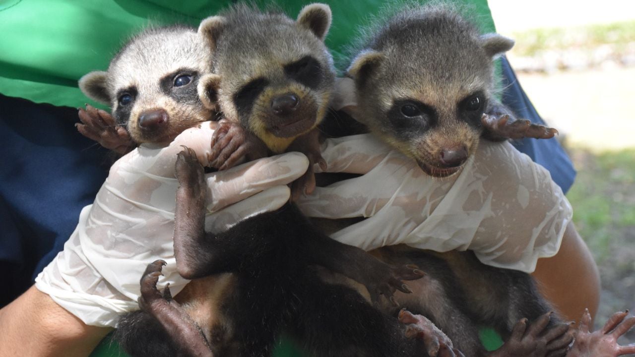 Tres mapaches rescatados en Huila por parte de la CAM.
