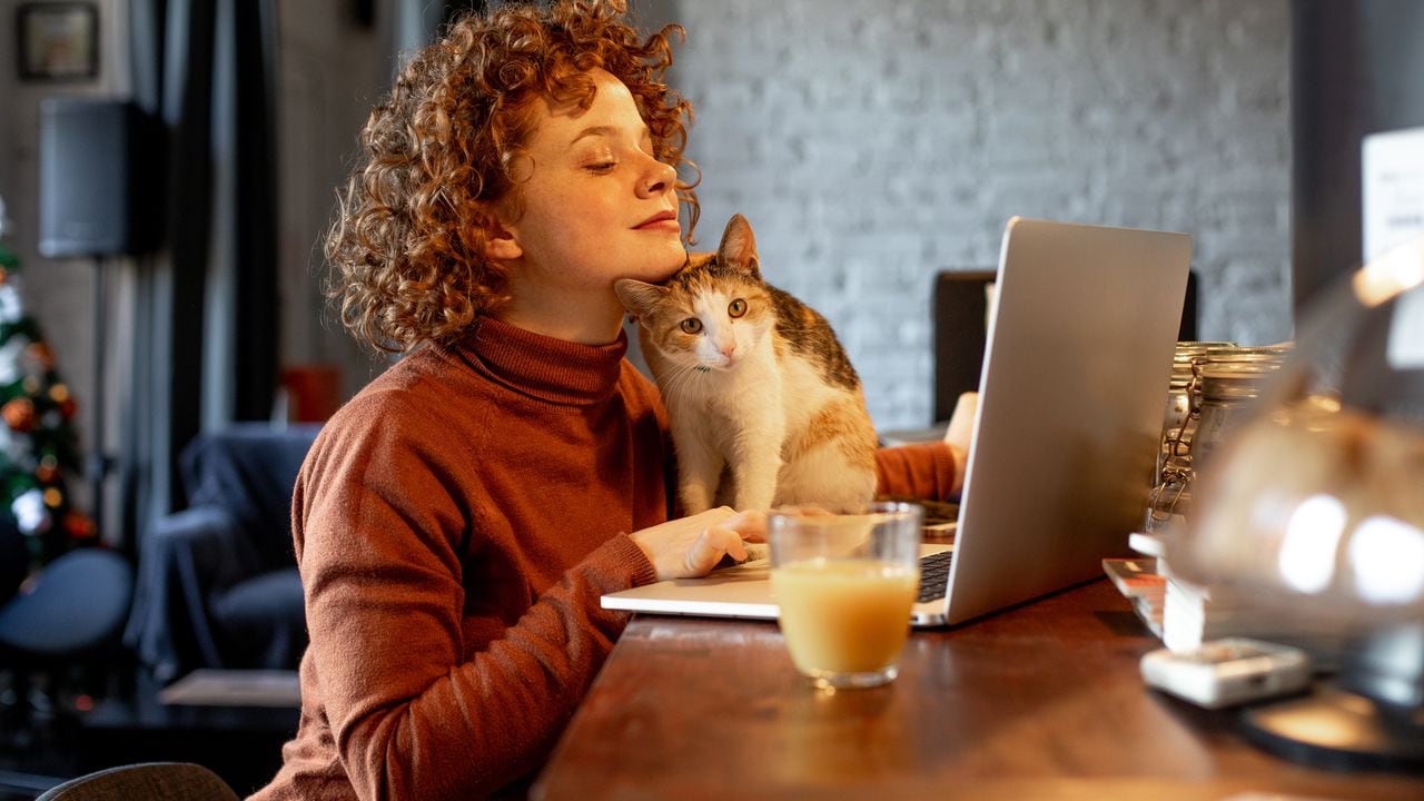 Los gatos se hacen en los computadores para llamar la atención de sus dueños