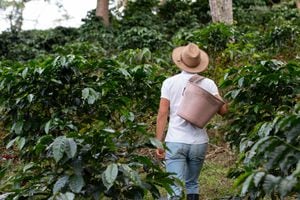 Productor de café caminando por la plantación de café. Plantas de café. Hombre vestido con sombrero de campesino.