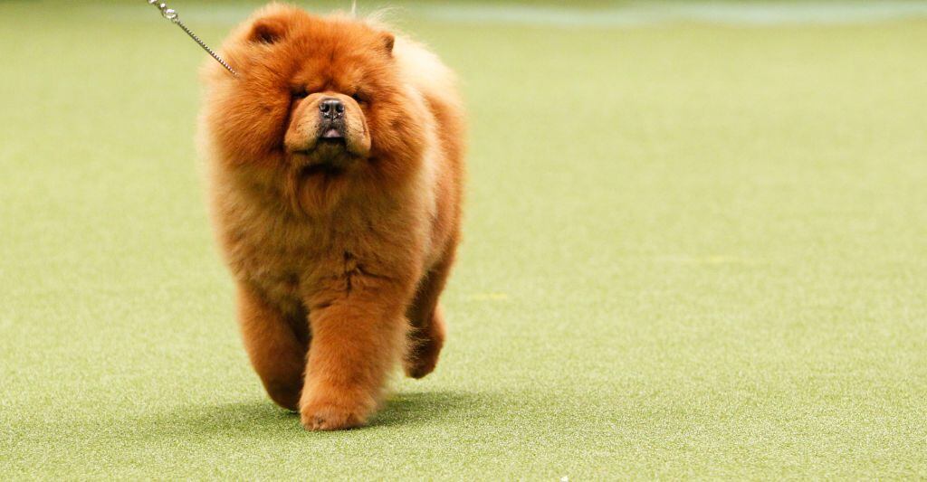 Chow Chow, raza compleja de entrenar (Photo by Richard Stabler/Getty Images)