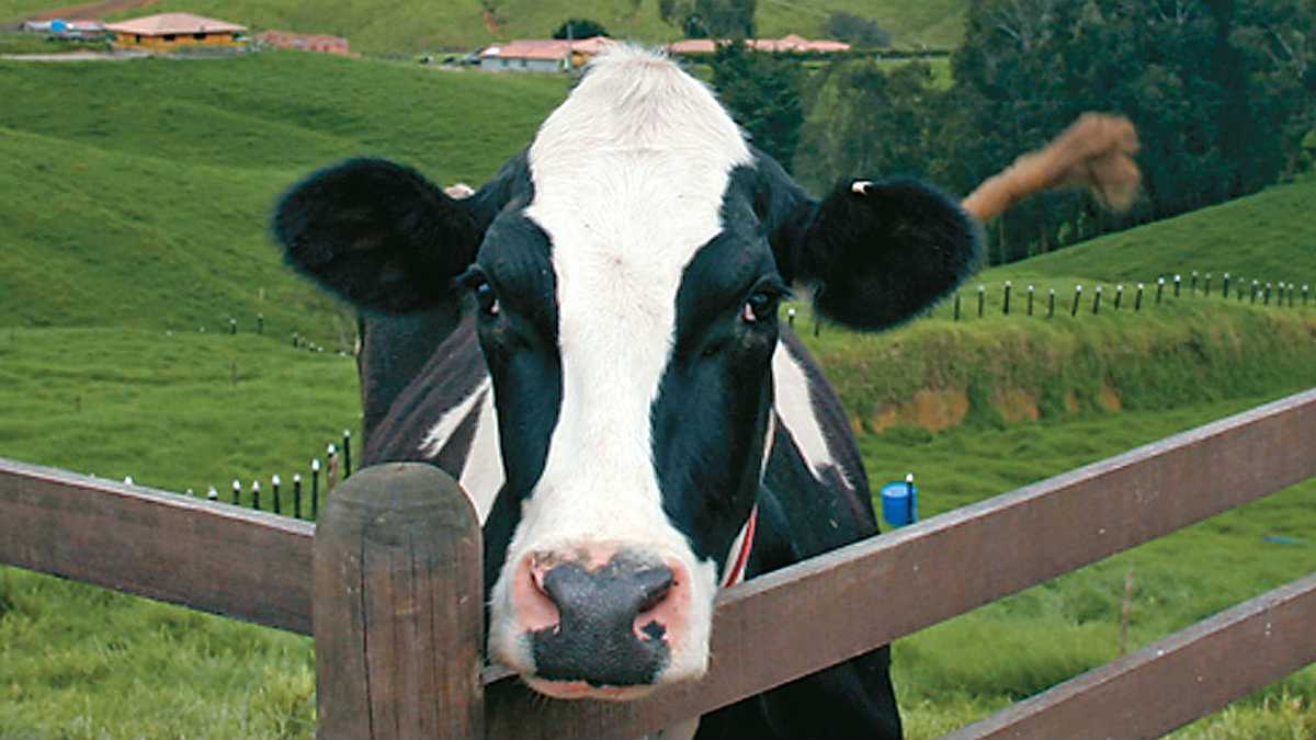 Durante su complejo proceso digestivo, las vacas expulsan entre 100 y 200 Litros de metano al día.
