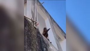 Video | Mono armado con un cuchillo fue captado robando casas en Brasil