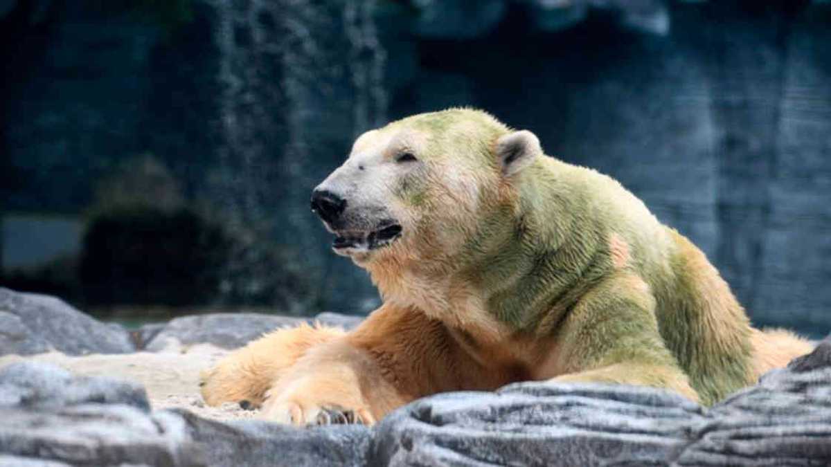 El cambio climático les está pasando una costosa factura a los osos polares. 