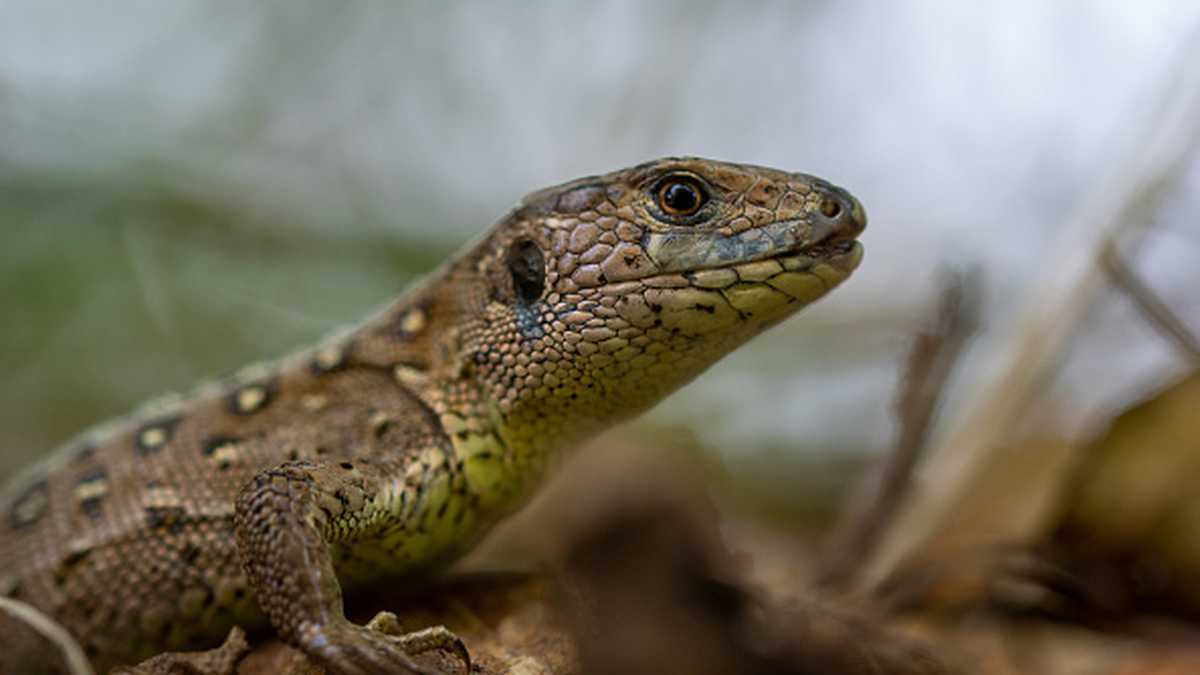 El estudio encontró que las especies de lagartos cuyas madres sufrieron estrés térmico nacieron con alteraciones en su ADN.