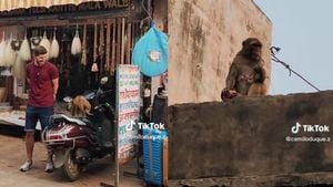 Esta banda de monos es una de las atracciones de Vrindavan, una localidad en el distrito de Mathurá, en el estado de Uttar Pradesh, India.