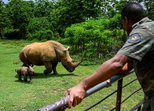 Una cría de rinoceronte blanco pasea con su madre por la pradera africana, en el Zoológico Nacional de Cuba en La Habana, el 23 de junio de 2022. - Ale, nació el pasado 9 de junio y pesaba unos 80 kilos. El rinoceronte blanco es una especie gravemente amenazada por la caza furtiva en África. (Foto de YAMIL LAGE / AFP)