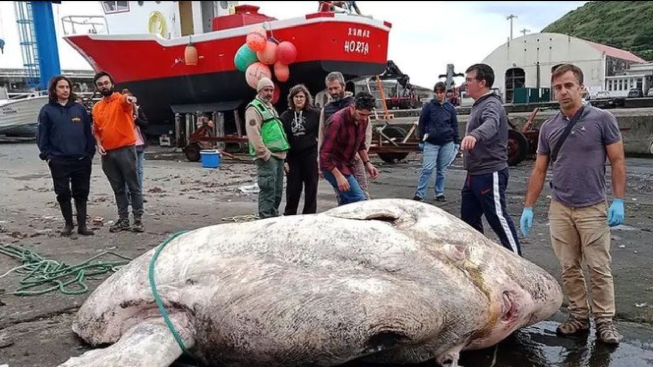 Pescadores en Portugal encontraron un pez de casi 3 toneladas, el más pesado registrado