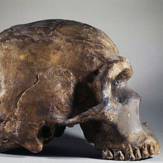 Los neandertales tenían rasgos faciales distintivos, pero se han encontrado algunos cráneos con una mezcla de rasgos.