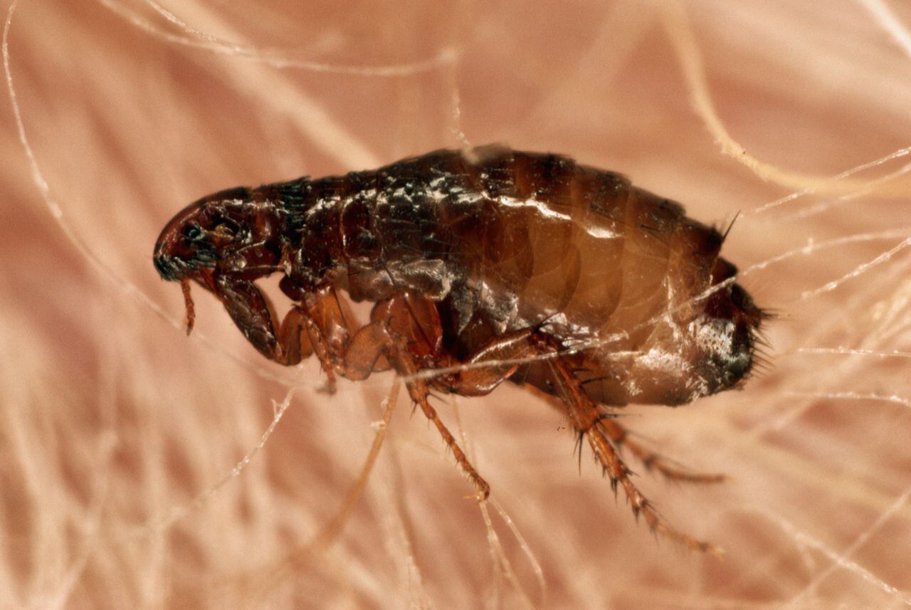 La pulga es un insecto.