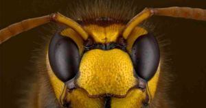 Los abejorros grandes, quienes tienen la capacidad de transportar más carga, son más exigentes con las flores de las que extraen el néctar.