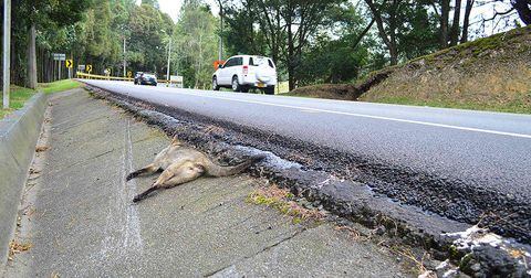 Atropellamiento de animales en carreteras de Colombia.