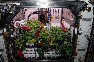 Las cuatro plantas de pimientos que crecieron durante 137 días a bordo de la Estación Espacial Internacional se ven poco antes de la segunda y última cosecha para el experimento Hábitat de Plantas 04.