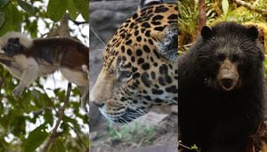 Colombia está catalogado como el sexto país con mayor cantidad de especies de mamíferos en el mundo.