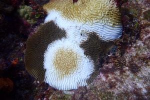 Alerta máxima en el archipiélago de San Andrés por una enfermedad que está atacando a los corales