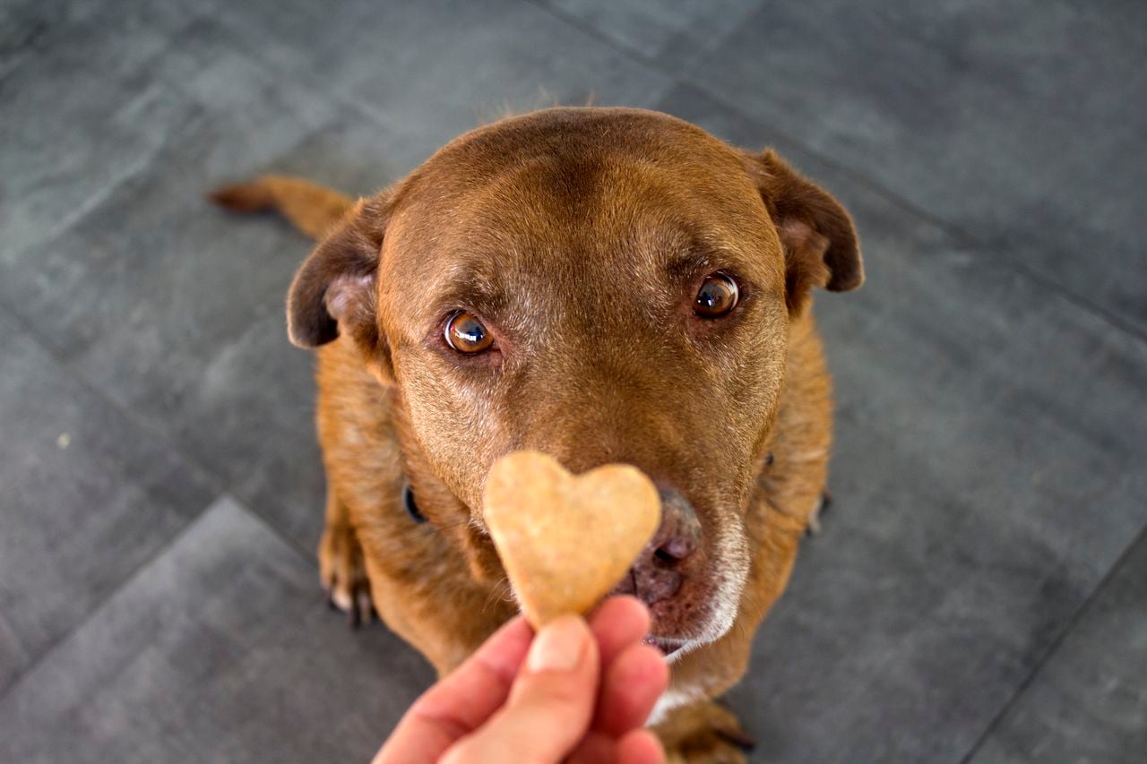 Perro Labrador recibiendo una galleta.