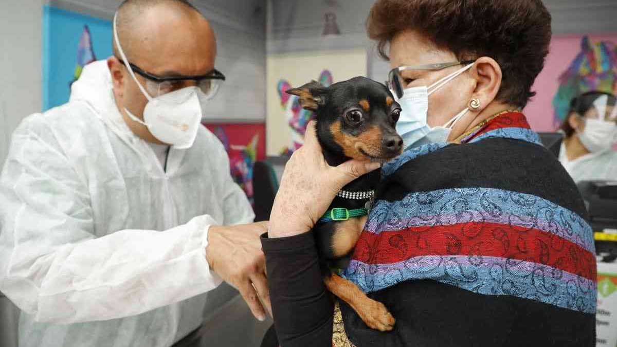 La pandemia del coronavirus no solo cambió la forma de vida y las rutinas de los humanos. Esa alteración de la cotidianidad también la sufrieron las mascotas.