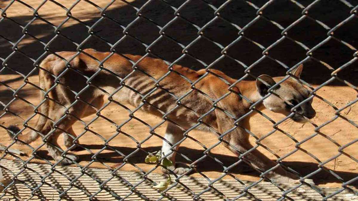 Un puma desnutrido camina en su jaula en el zoológico de Maracaibo, estado Zulia en Venezuela