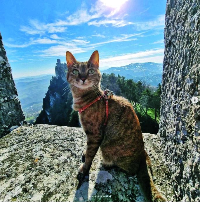 Nala, la gata que viaja por el mundo.