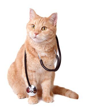 Lindo gato rojo con estetoscopio. Concepto veterinario.