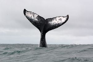 El patrón de coloración en la cola de una ballena jorobada permite su fotoidentificación. En Macuáticos ya han logrado identificar 850 individuos a lo largo de más de 10 años.