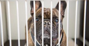 Consejos para evitar que tu perro sea robado. Ante las frecuentes denuncias de propietarios que han sido víctimas de este delito, te contamos cómo puedes aumentar las medidas de seguridad para proteger a tu mascota.