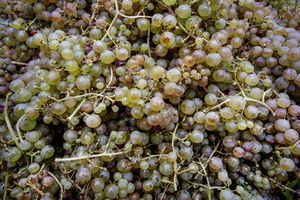 Se ven uvas en el empinado viñedo de Calmond sobre el río Mosel en Bremm. Foto AP / Michael Probst