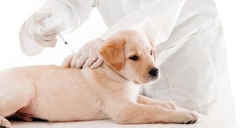 El esquema de vacunación proporciona a tu cachorro las herramientas necesarias para que su sistema inmunológico se pueda defender de agentes infecciosos externos.
