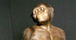 La especie de Lucy -Australopithecus afarensis- pasaba al menos una parte de su vida en árboles, según los expertos.