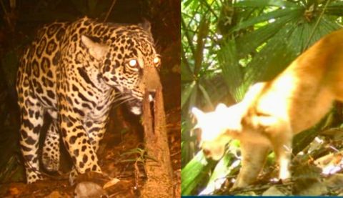 Jaguar y puma captados por cámaras trampa en Bahía Málaga.