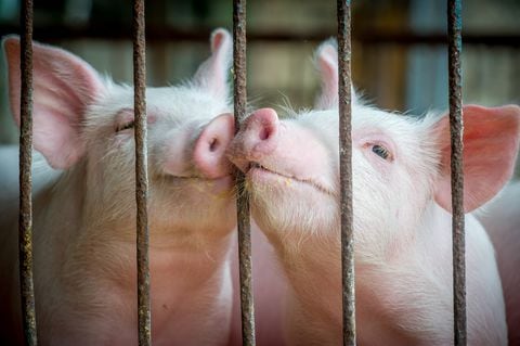 Paro nacional: hay desabastecimiento de carne de cerdo