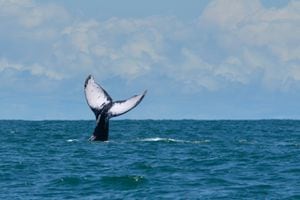 Las ballenas jorobadas vienen al Pacífico colombiano a reproducirse o a tener sus crías.