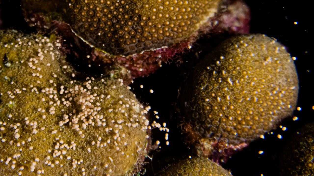 Desove de corales en Parque Nacional Natural Corales del Rosario y de San Bernardo