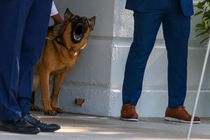 Commander es el segundo perro de los Biden que se ha comportado de forma agresiva en la Casa Blanca, con mordeduras a personal del Servicio Secreto y empleados de la Casa Blanca. (Photo by Tasos Katopodis/Getty Images)
