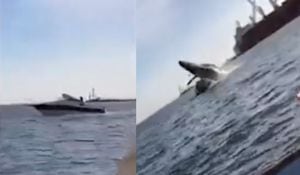Una ballena emergió de las profundidades, saltó del agua y cayó sobre un pequeño bote en México.