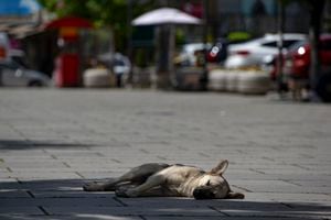 Perro muerto. (AP Photo/Visar Kryeziu)