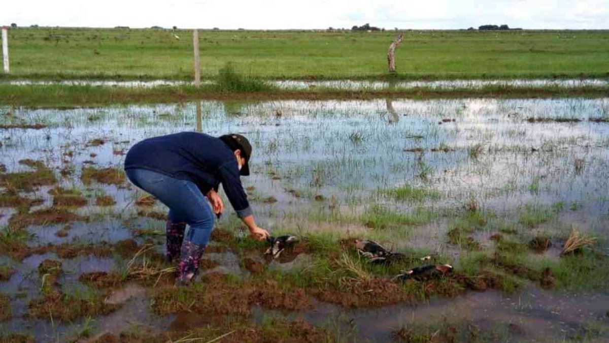 En el sector de Algarrobo en la vereda de Mariara del municipio de Orocué en Casanare, campesinos reportaron la aparición de patos silvestres y babillas muertos. Foto: Twitter @CamiloPrietoVal