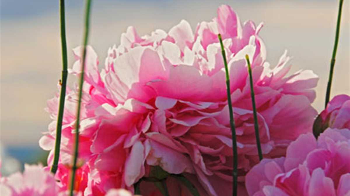 El perfume de Paeonia captura la sutil aura de esta flor en una rica fragancia floral con un distintivo toque de frescura verde.