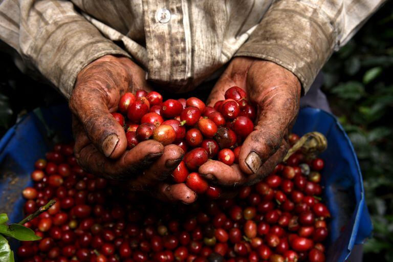 Las exportaciones desde Antioquia están  enfocadas en materias primas tradicionales como café, oro, plátano o flores.
