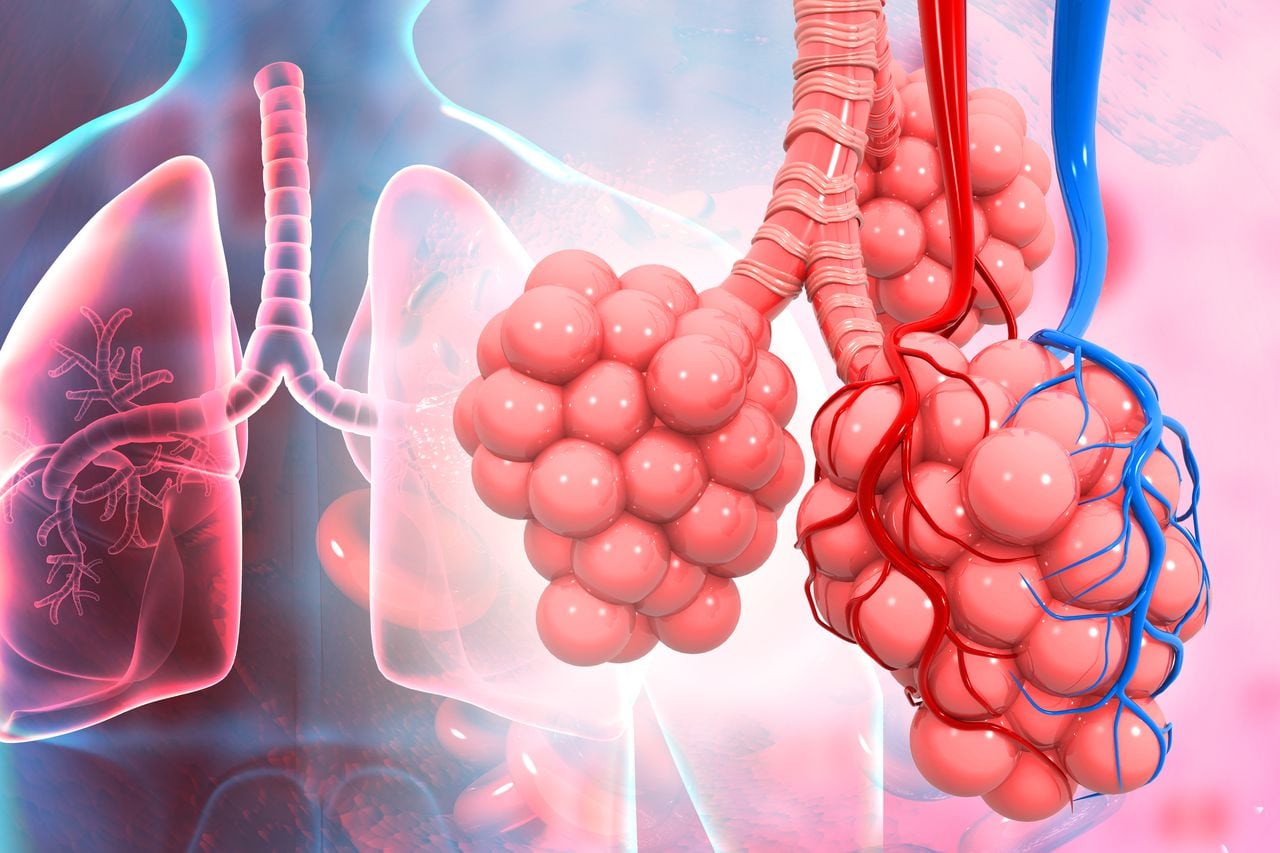 Alvéolos de los pulmones sobre antecedentes médicos. Ilustración 3d
