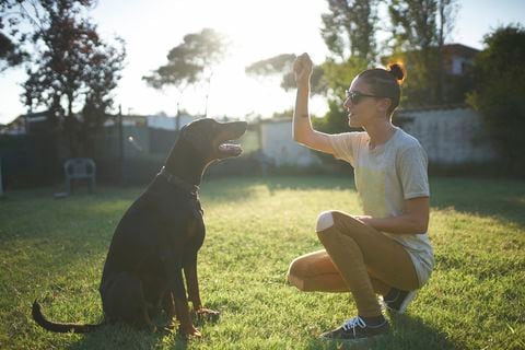 ¿Cómo entrenar a los perros para que demuestren una mayor obediencia?