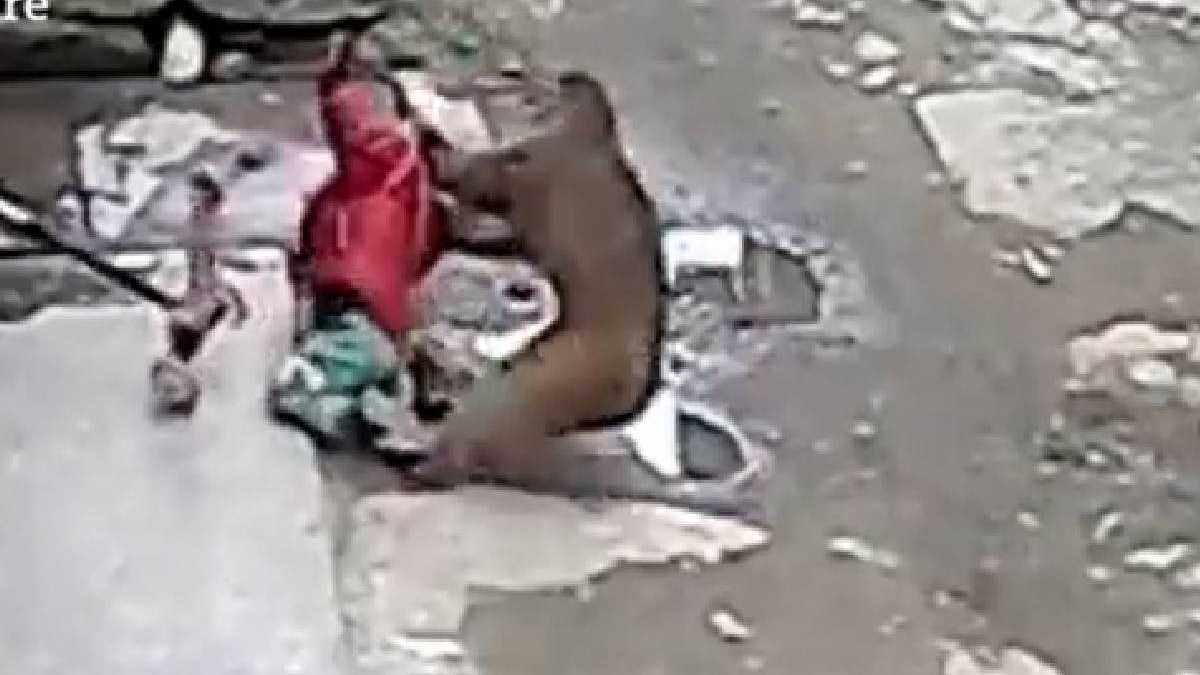 Impresionante video de mono salvaje que intentó raptar a niña en China