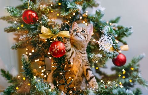 The cat in Santa hat looks out from the branches of a beautifully decorated Christmas tree with red glass balls and garlands of lights. Copy space