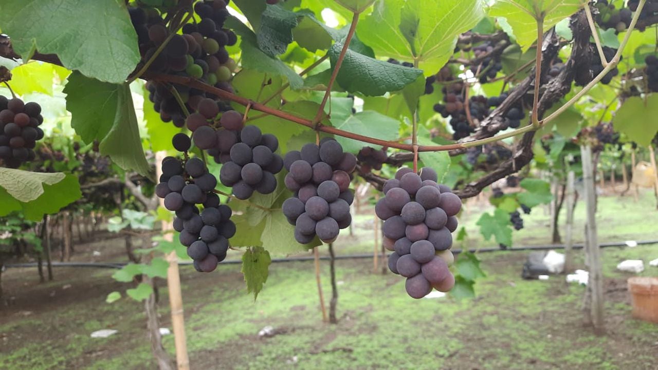 Las uvas Isabella también se utilizan para producir vino, mermelada y arequipe