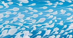  Científicos descubren que los espermatozoides no nadan moviendo su cola.