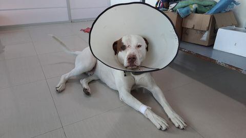 Snoop, perro atacado en La Calera