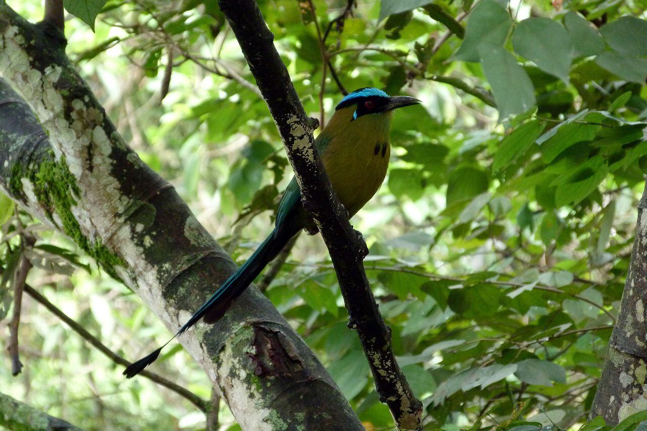 El Barranquero, una de las aves más hermosas de Colombia habita en el Eje Cafetero,
